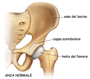 Figura 1: disegno anatomico dell'anca